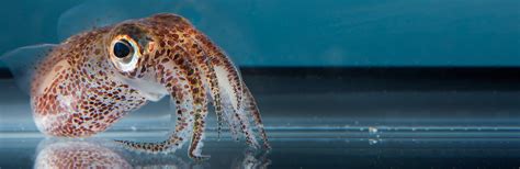 Albinism in Octopuses: Unique Traits of Pale Cephalopods