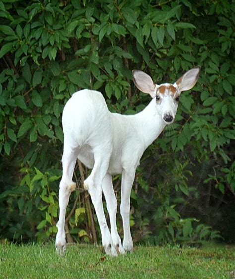 Albino Deer: A Rare and Enchanting Sight in the Natural World