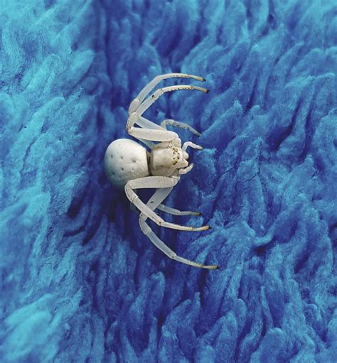 Albino Spiders: Enigmatic Messengers from the Depths of the Unconscious