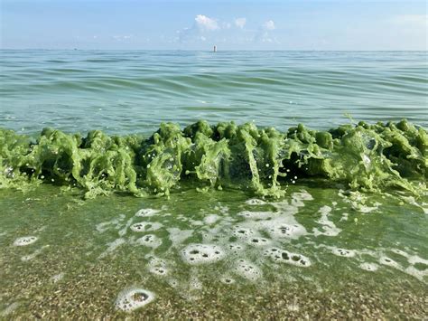 Algae Blooms and Harmful Bacteria: Contributing to the Contamination of Coastal Waters