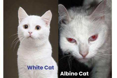 All About the Albino Feline: Origins, Habitat, and Behavior