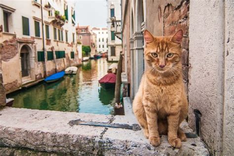 All About the Feline from Italy