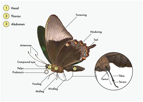 All about Lepidoptera