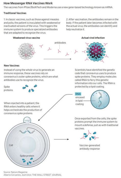 Allergic Reactions: Identifying the Culprits