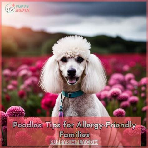 Allergy-Friendly Companions: Red Poodles for Those Affected by Allergies