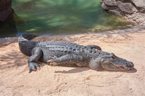 Alligators as Pets: Pros and Cons