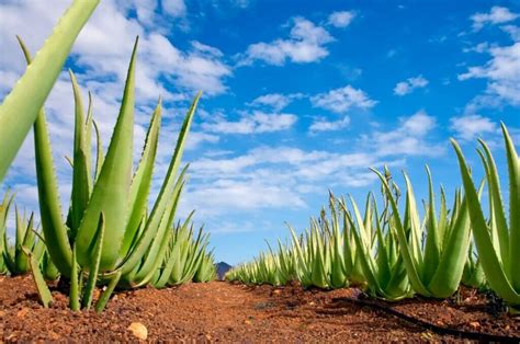 Aloe plant: Symbolizing Healing and Protection