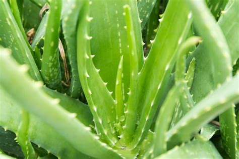 Aloe plant dreams as a reflection of physical and emotional well-being