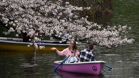 Amazing Spots to Behold Nature's Splendor: Trees Adorned with Rosy Blossoms Around the Globe