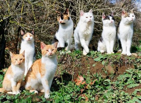 Amplifying Symbolism: The Power of Multiple Feline Figures