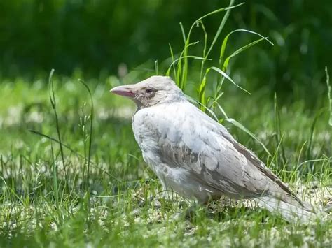 An Albino's World: Understanding the Unique Needs and Behavior of Pale-Colored Rodents