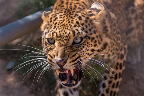 An Analysis of the Leopard: Power, Ferocity, and Grace