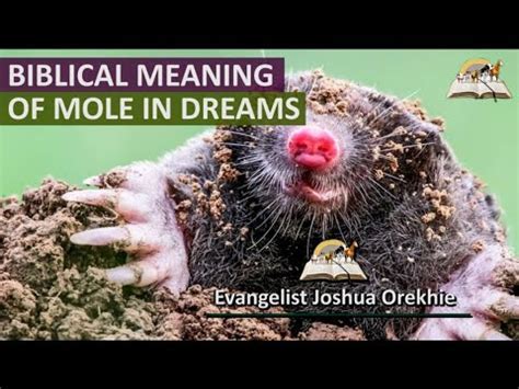 An Analysis of the Symbolic Representation: Exploring the Profoundness of Mole Dreams