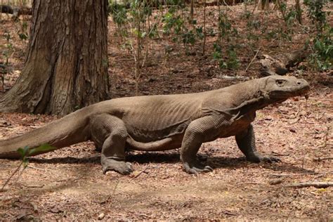 An Ancient Beast: The Evolutionary History of Komodo Dragons