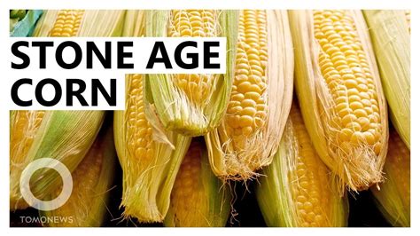 An Ancient Staple: The History of Maize Consumption