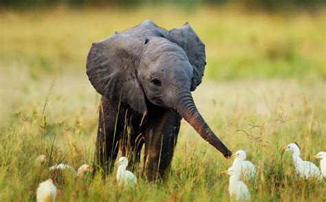 An Enchanting Encounter: The Charms of a Pearl-White Ostrich