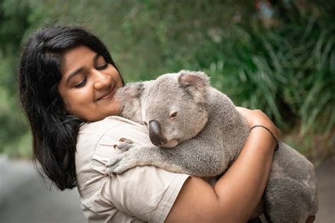 An Encounter with Giants: Tales of Human Interaction with Colossal Koalas