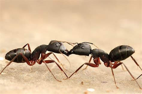 An Exploration of Ants as Symbols of Patience and Persistence