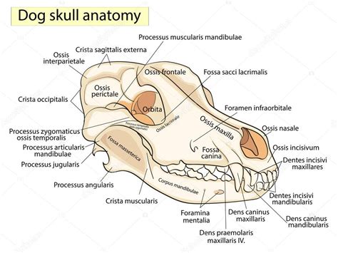 An Exploration of the Canine Cranium and its Significance