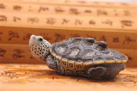 An Exploration of the Symbolic Significance of the Ebony Tortoise in Chinese Culture