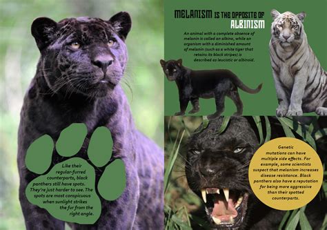 An In-Depth Exploration of the Panther's Physical Characteristics