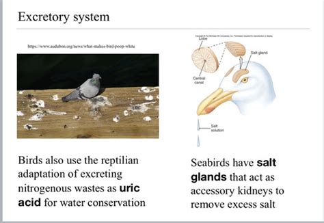 An In-depth Examination of Avian Excretion in Dreamscapes