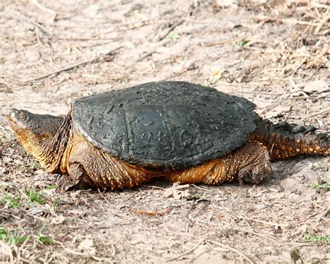 An Incredible Encounter with a Powerful Snapping Turtle in the Untamed Wilderness