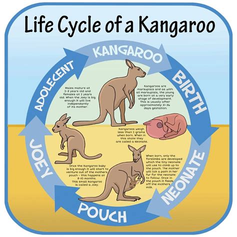 An Insight into the Life Cycle of Kangaroos