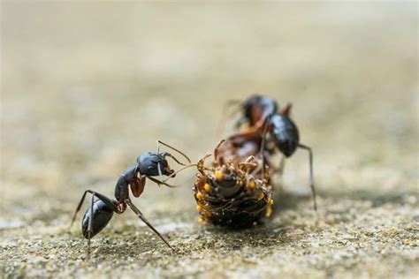 An Intriguing Symbolic Dream: Unraveling the Significance of Ants Invading Your Vehicle