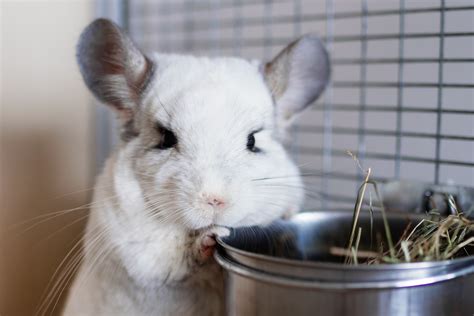 An Overview of the Physical Characteristics of Chinchillas