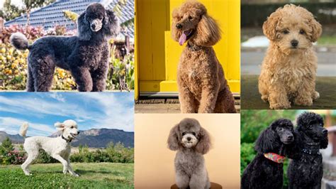 An Overview of the Poodle Breed