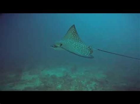 An Unexpected Encounter: The Majestic Stingray Arrival