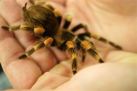 An Unexpected Turn: When Tarantulas Become Beloved Pets