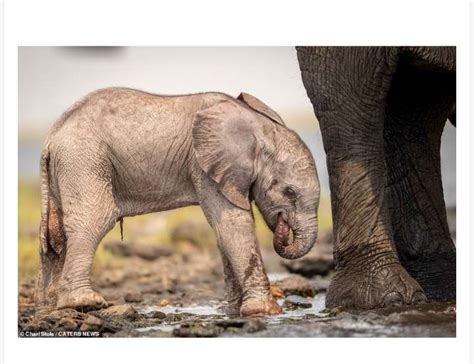 An Unforgettable Encounter: Getting Up Close and Personal with a Precious Elephant Calf