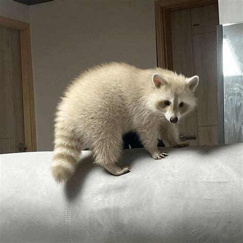 An Unforgettable Encounter: Witnessing the Beauty of an Exceptional Albino Raccoon in its Natural Habitat