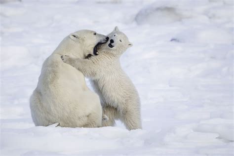 An Unforgettable Encounter - Face to Face with the King of the Arctic