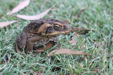 An Unlikely Home: Exploring the Habitat of the Cane Toad