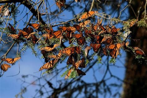 An encounter with nature's hidden wonders