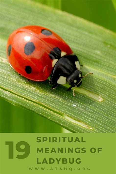 An in-depth exploration of the symbolic significance and interpretation of ladybug dreams