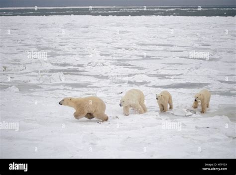 Analyze Your Emotions: Exploring the Fear of an Intruding Bear