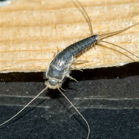 Analyzing Cultural and Historical Significance of Silverfish in Dream Interpretation