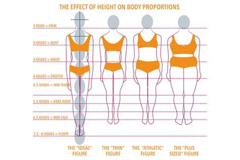 Analyzing Daisy's Figure and Body Measurements