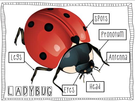 Analyzing Miar D Ladybug's Physique Measurements