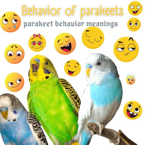 Analyzing the Behavior of Parakeets in the Dream