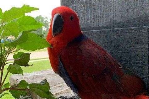 Analyzing the Characteristics of the Crimson Parrot 