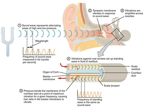 Analyzing the Connection Between Ears and Perception in Dreams