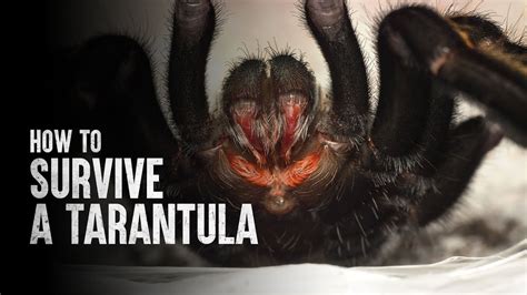 Analyzing the Emotional Impact of a Dream Involving a Tarantula Bite