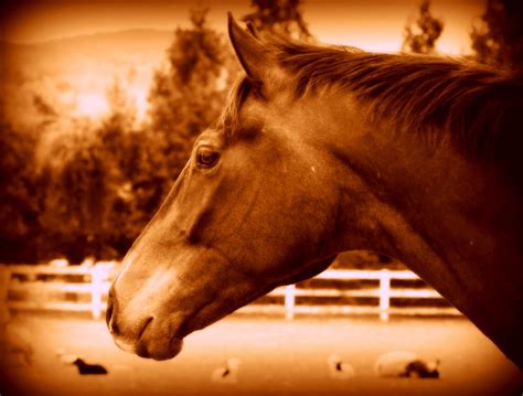 Analyzing the Emotional Landscape of Equine Reveries