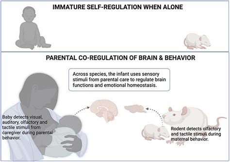 Analyzing the Impact of Maternal Nature on Dreams about a Misplaced Infant