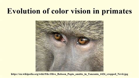 Analyzing the Jungian Perspective on Primate Visions